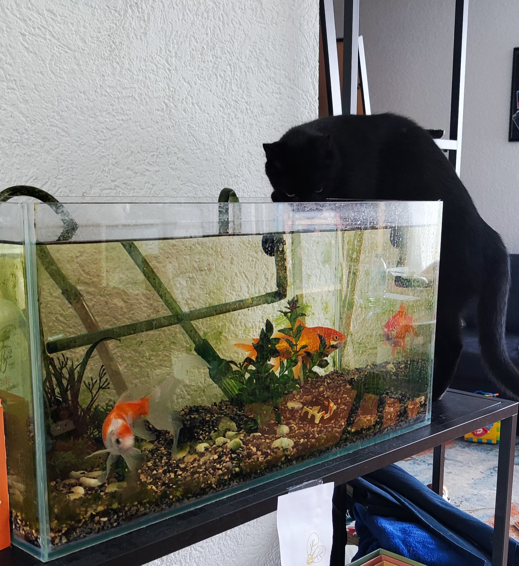 Voici Shadow, et elle ne manque pas d'eau.