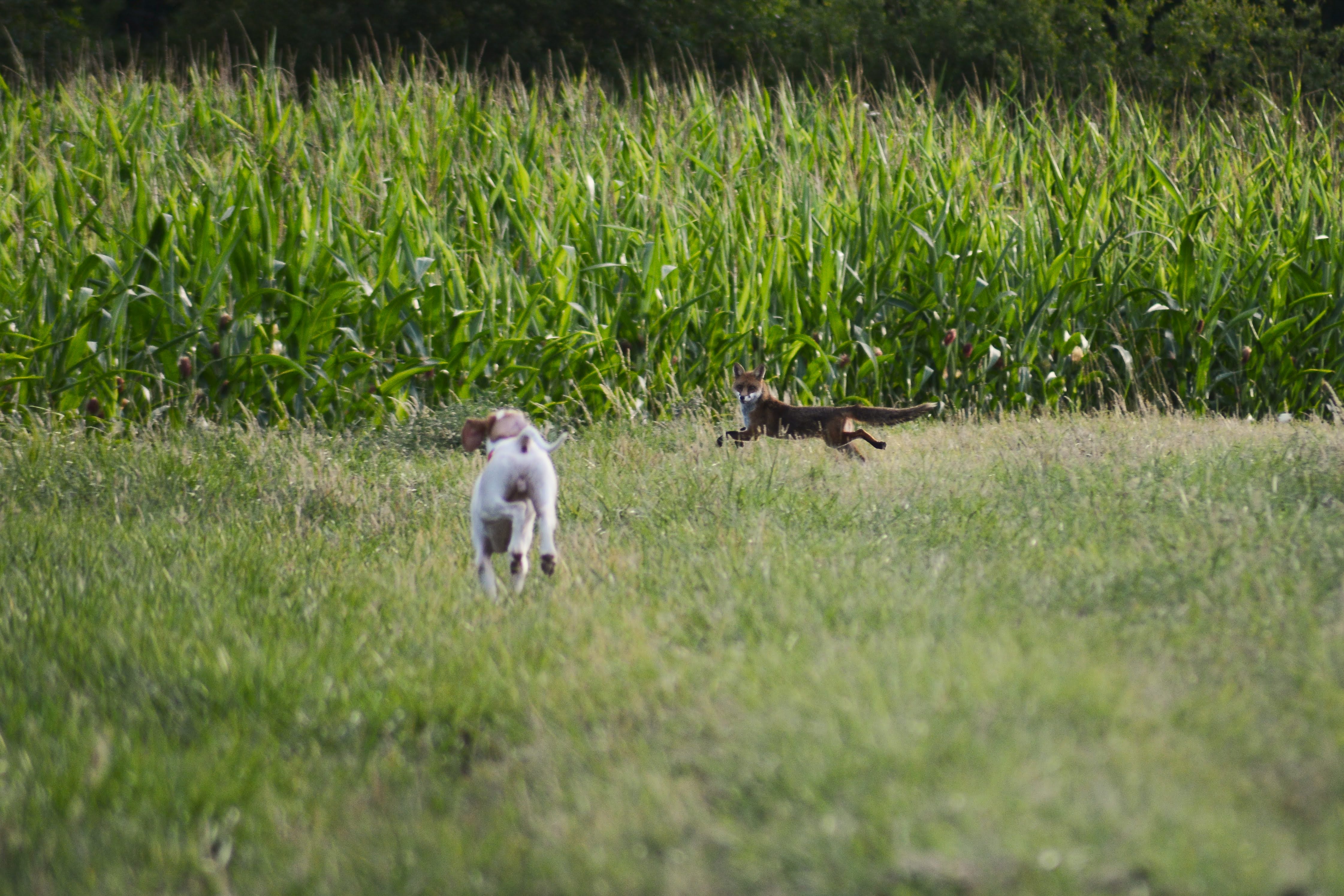 Maître Renard de son air étonné