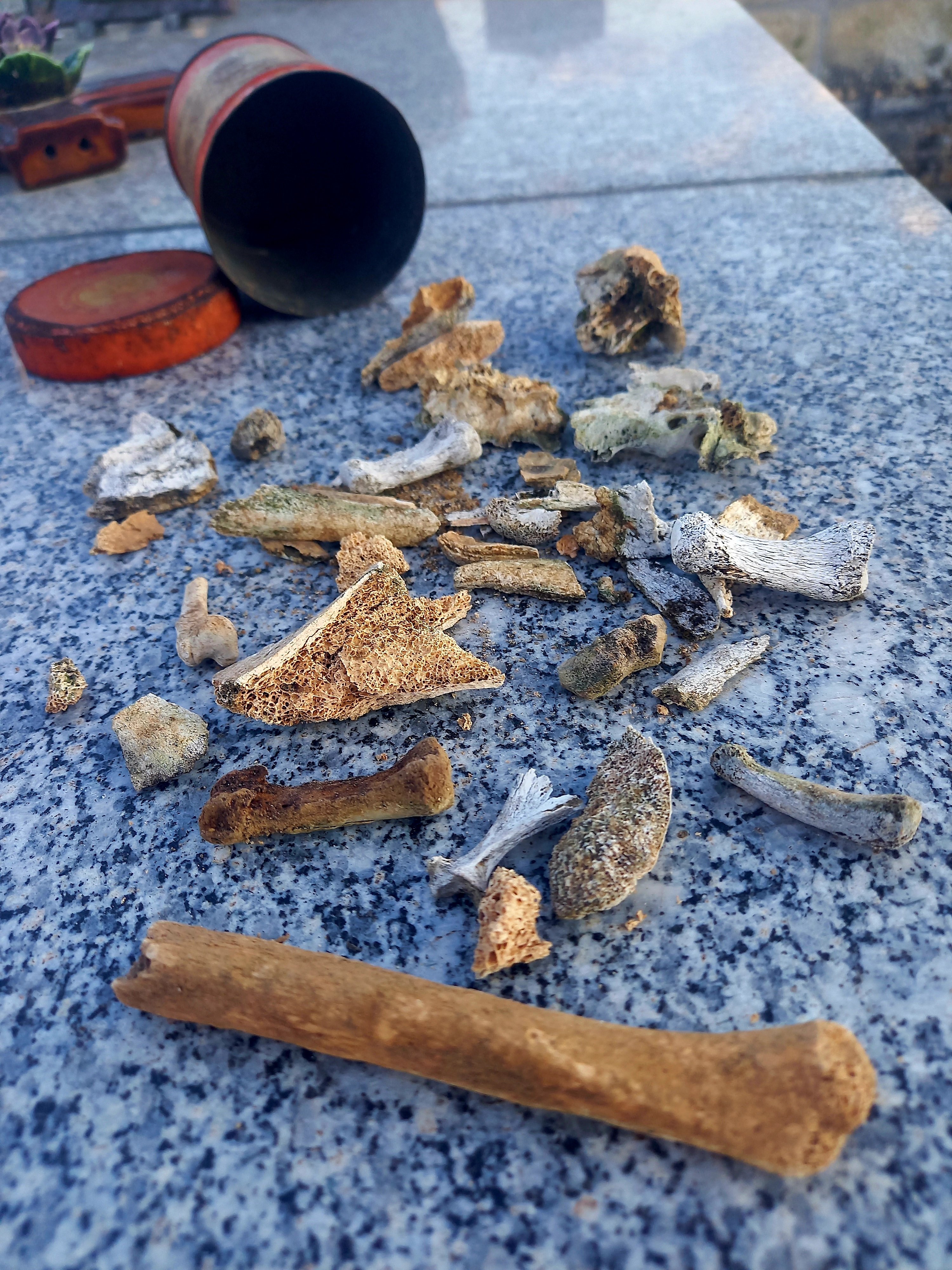 Quelques champignons glanés ça et là dans les allées des cimetières de France profonde.