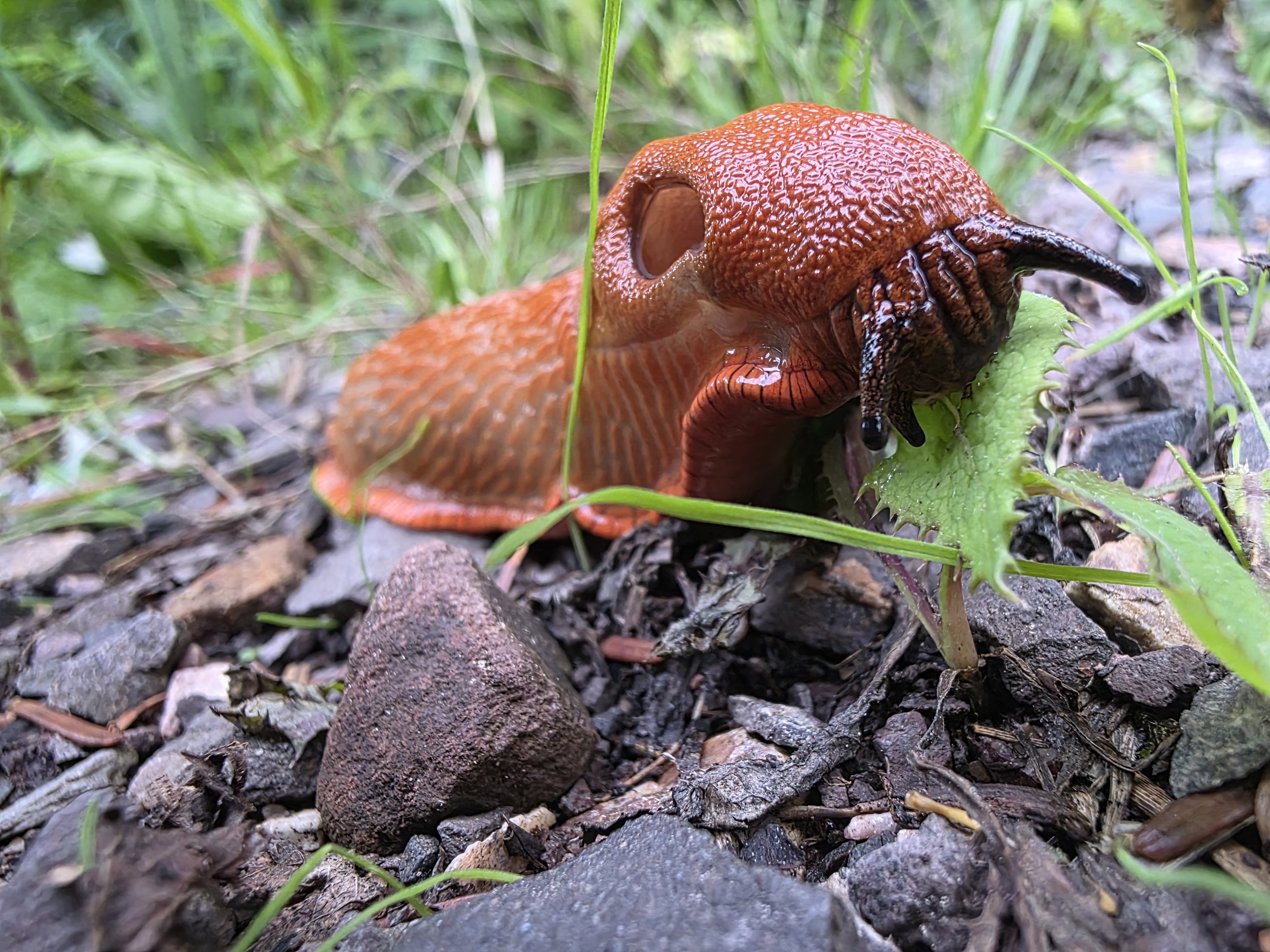 La gloutonne baveuse.
