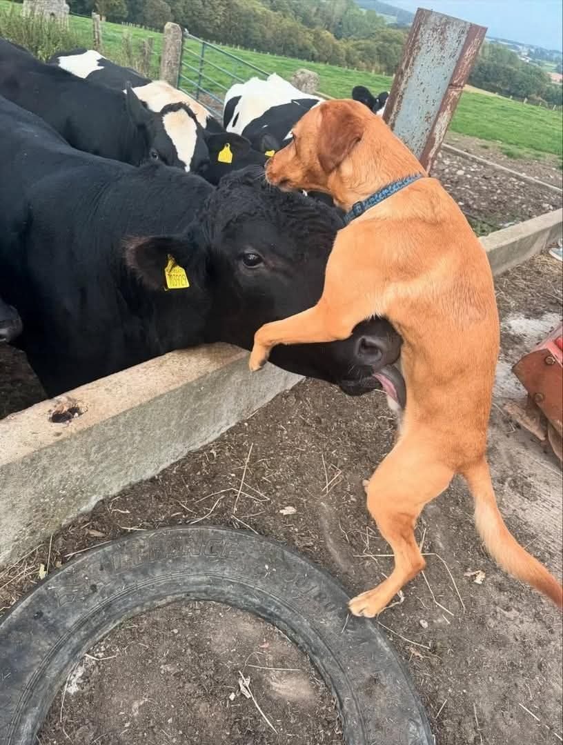 grosse pipe interraciale