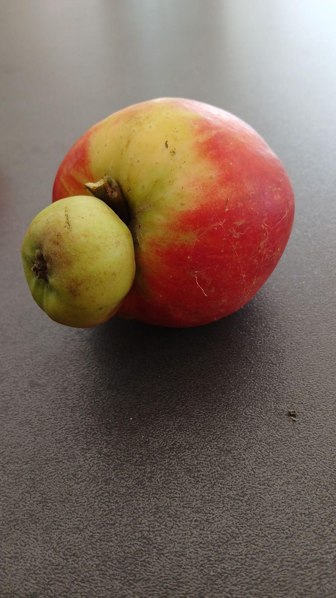 Pomme siamoise de mon jardin. Étonnant, non?