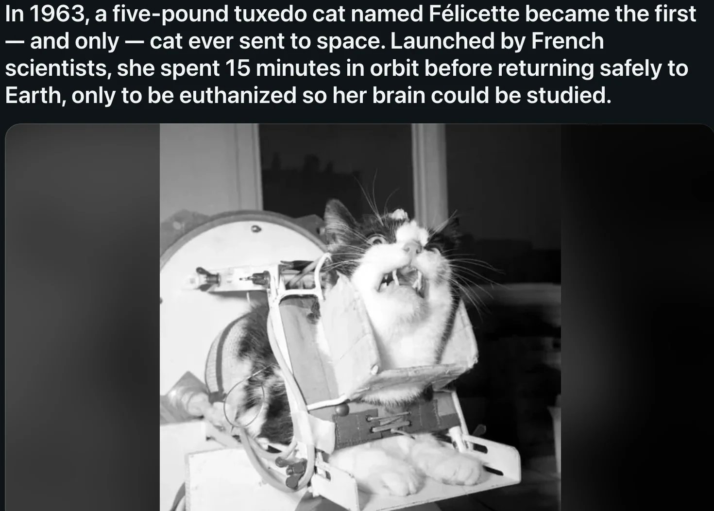 Il est revenu vivant