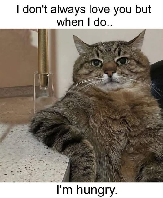 C.C.C Saloperies de chats