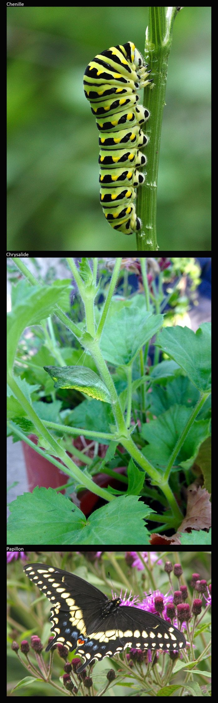 Machaon Noir (Papilio Polynexes)