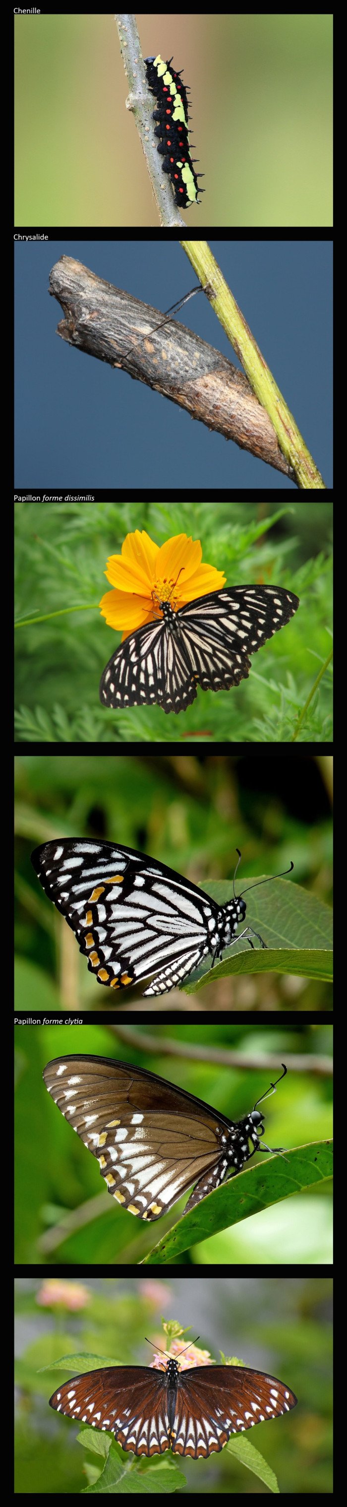 Mime commun (Papilio clytia)