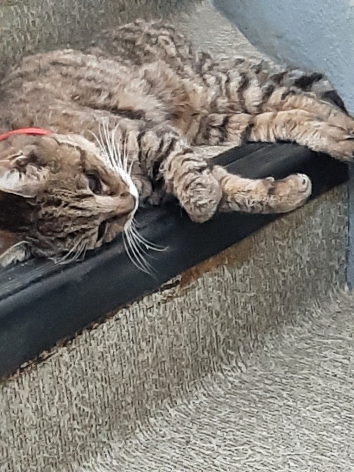 Baltringue est morte.Après 23 ou 24 ans de vie à essayer de me trancher la gorge, j'ai retrouvé mon chat mort de vieillesse ce matin.