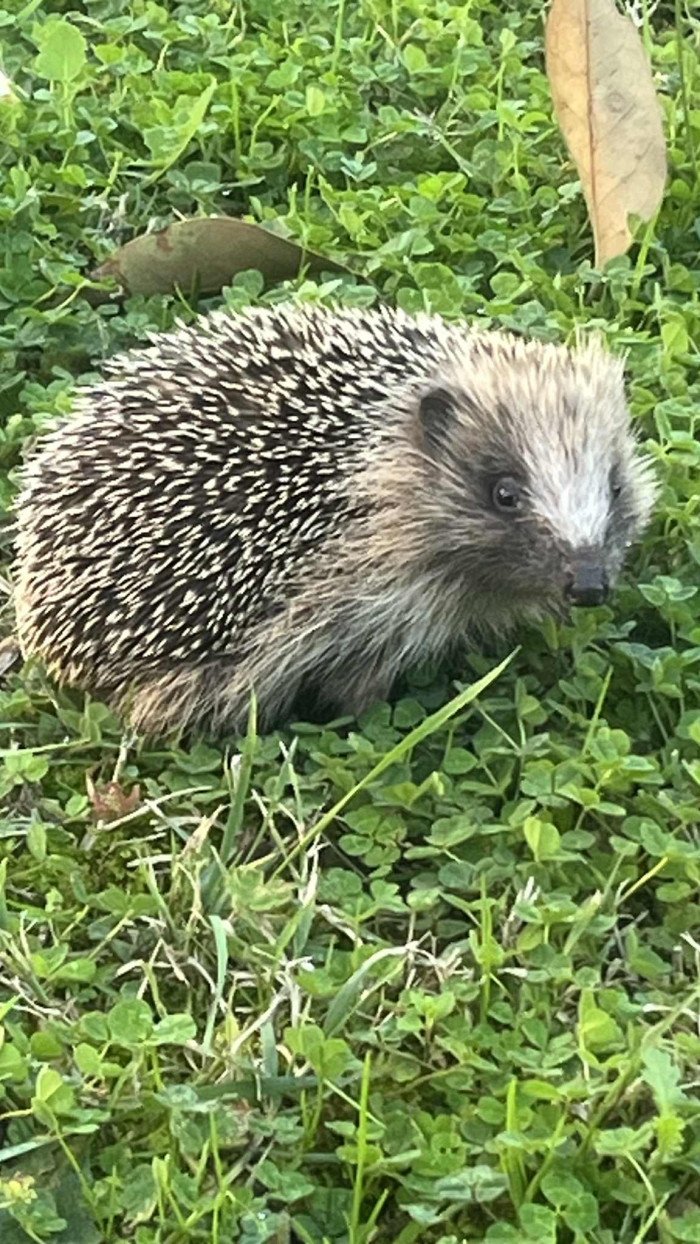 Un visiteur imprévu dans mon jardin