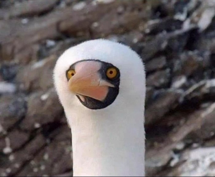 Quand ta mère t'obligeait à mettre une cagoule (seuls les vieux chouals comprendront)