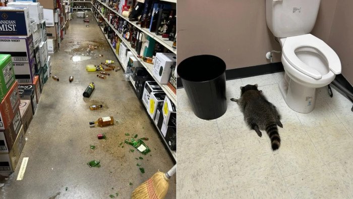 BREAKING NEWS!! Un raton laveur rentre par effraction dans un supermarché, ravage le rayon alcool puis s'évanouit bourré dans les toilettes