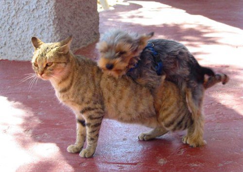 Vous voyez, un chien et un chat peuvent bien s'entendre :)
