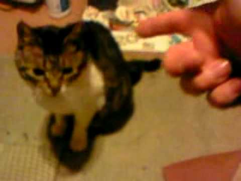 Comment tuer un chat.