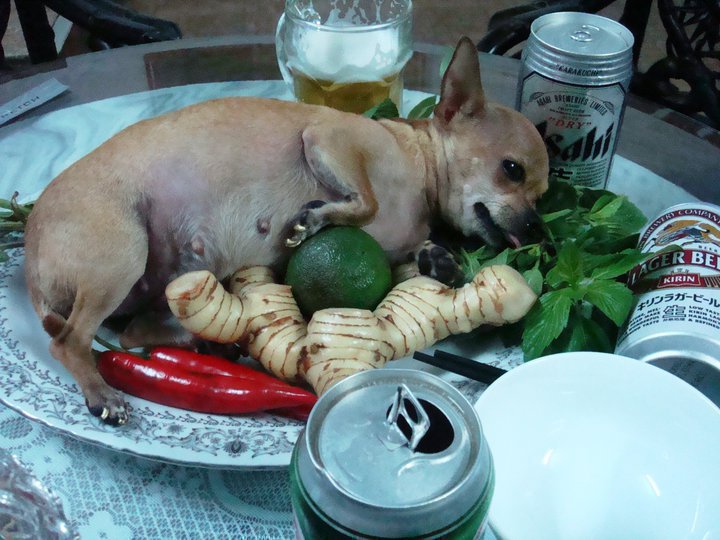 Produit frais. CHIHUAHUA