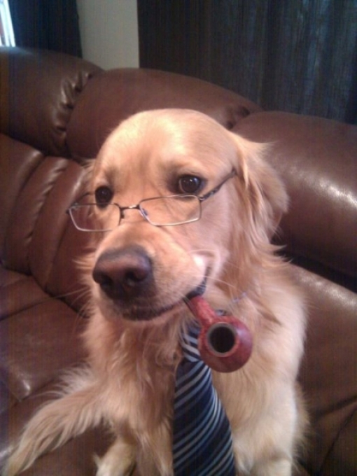 intellectuel dog