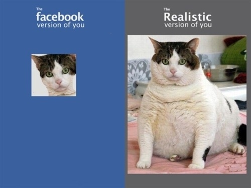 Profil de chat sur Facebook