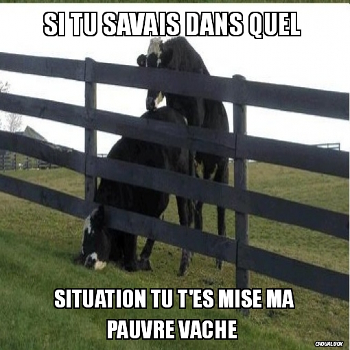 La pauvre vache. 