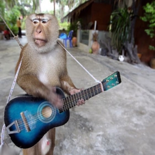 Guitar Monkey