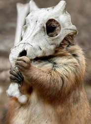 Les pokemons sont réels!