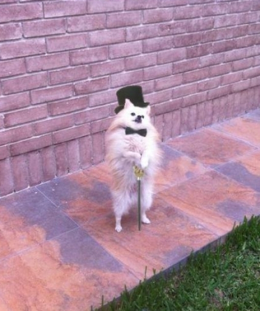 Chien Gentleman