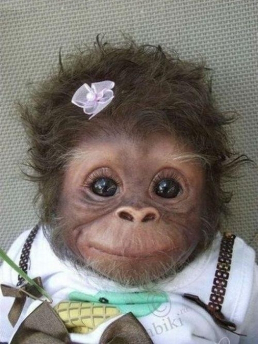 cute monkey 