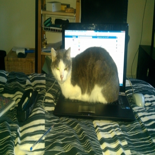 No Food, No Facebook !