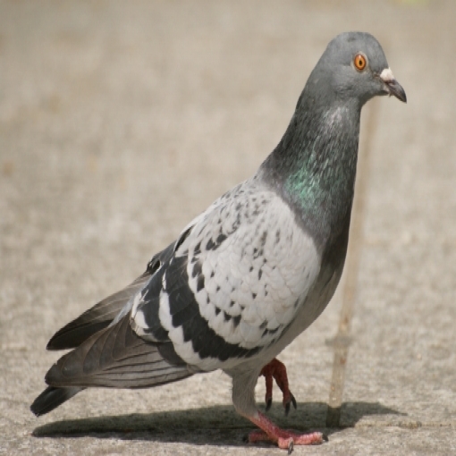 beaupigeon