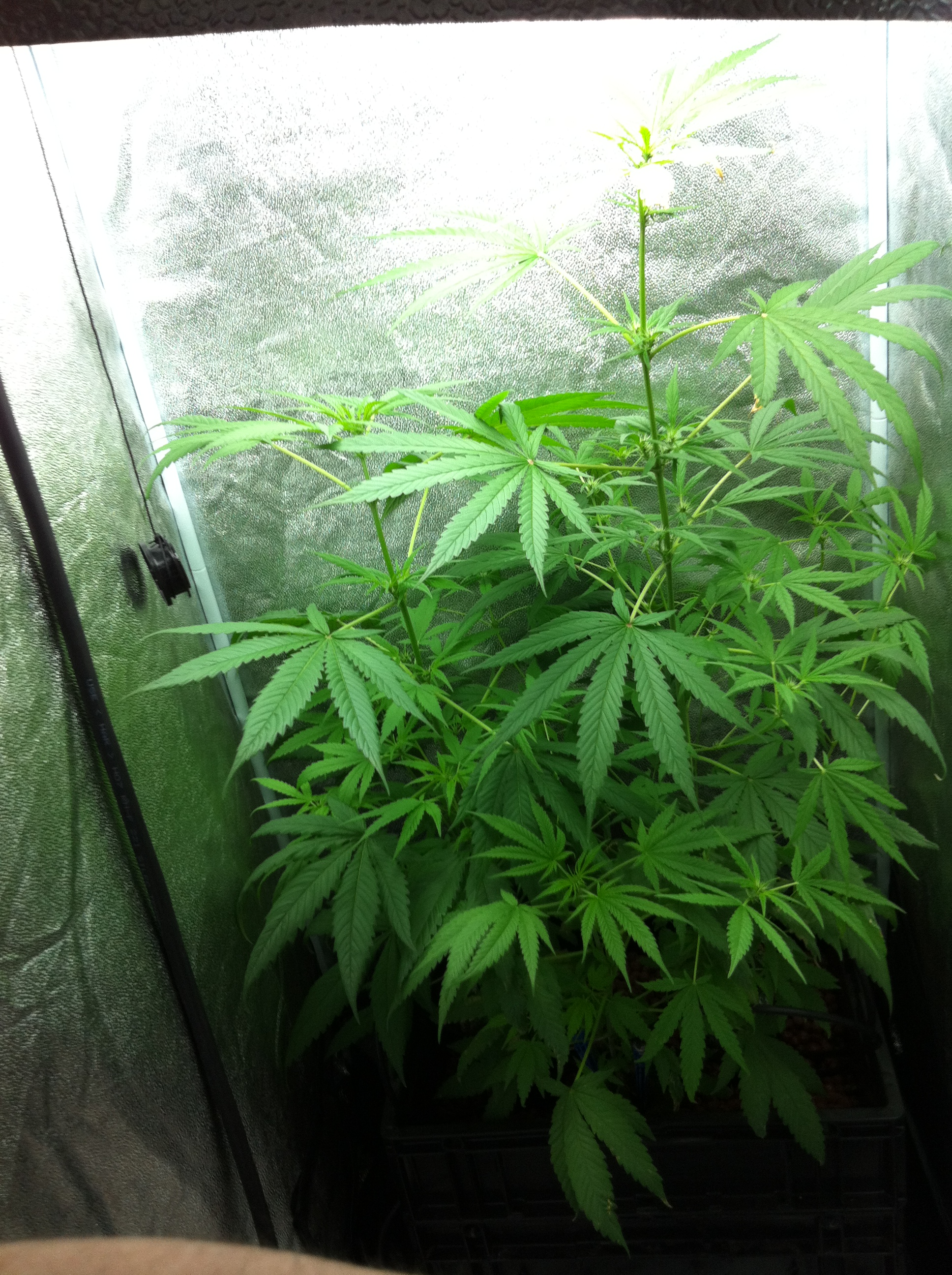 La cabane au fond du jardin(gue)