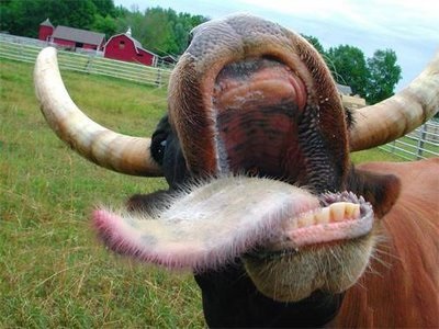 Quel est le plat qui a le gout d\'un vagin de vache ?