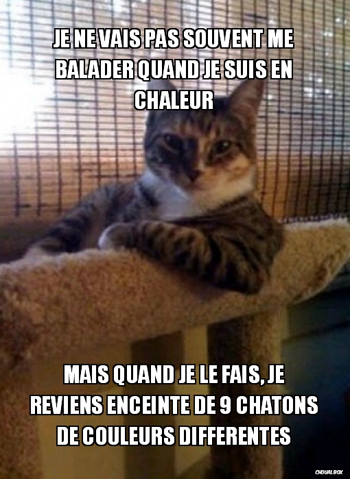 Les chattes en chaleur