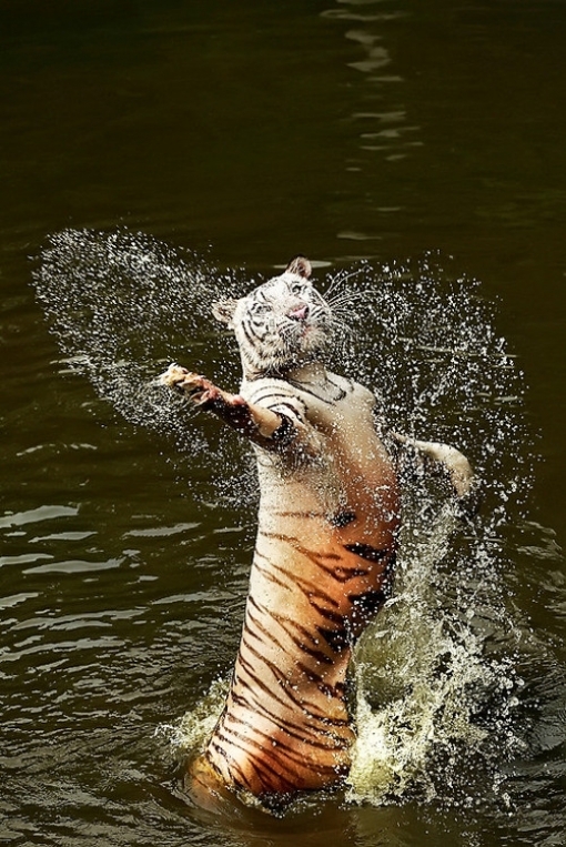 Juste un tigre dans l'eau ...