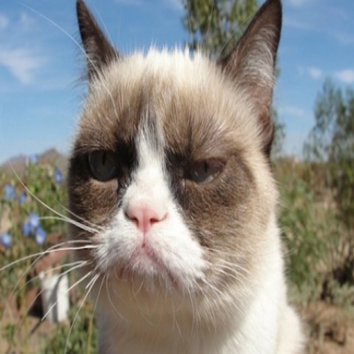 Grumpy Cat outdoor
