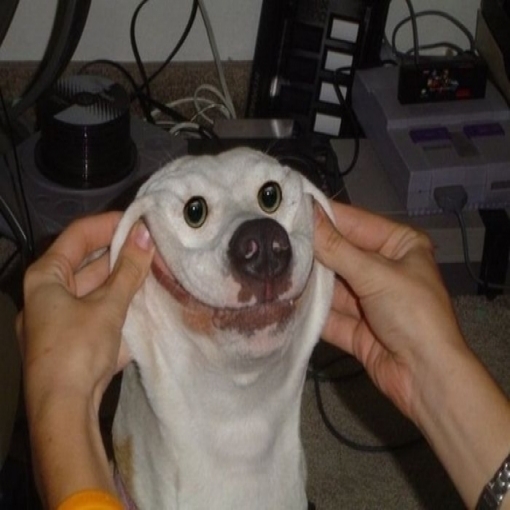 chien sourire