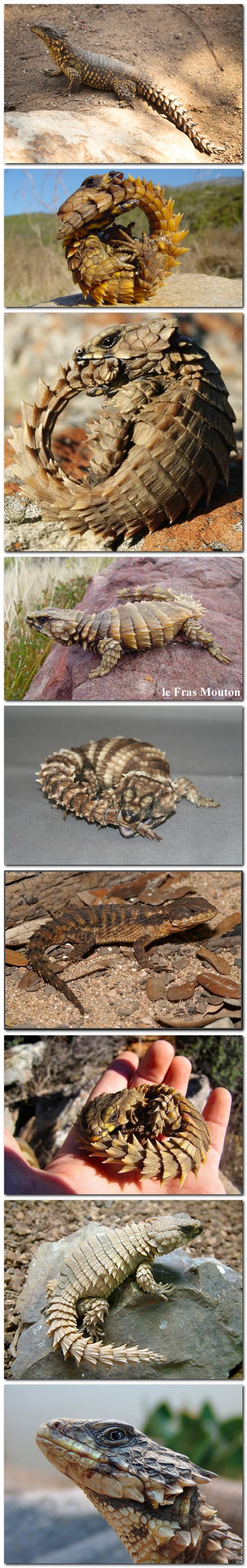 Lézard d\'Armardille