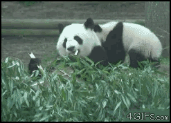 Va t\'faire foutre, je bouffe [ kung fu panda ]