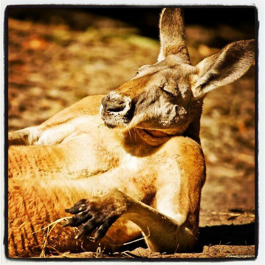 Bitch, I am Fabulous (Kangoo)