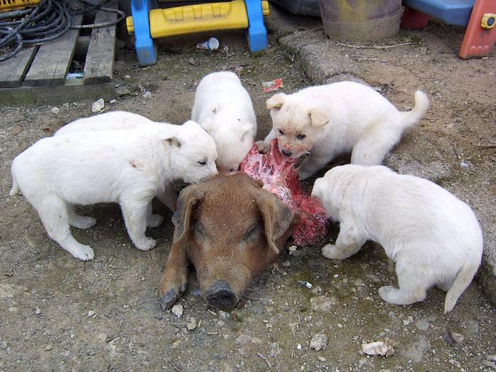 Ils sont trop mignons ! [chiots, cochon]