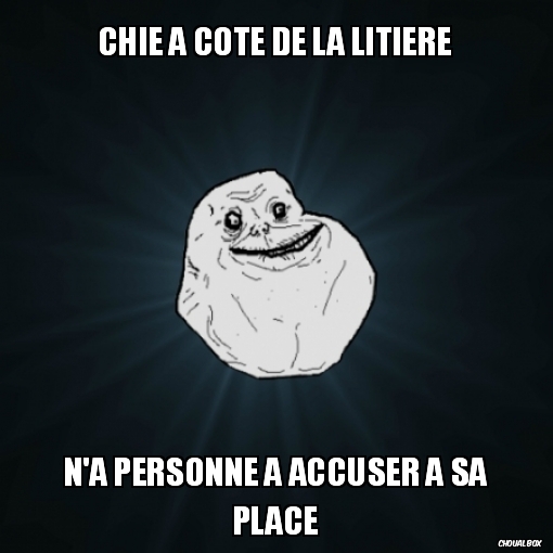 Chie à coté de la litière BIS