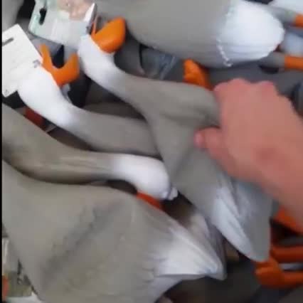 Tropical duck army