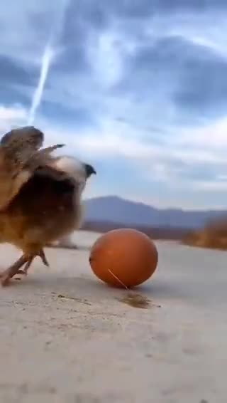 Un peu de piou-piou dans ce monde de brutes