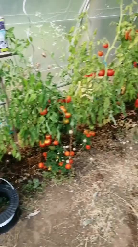 Un aperçu de ma serre.