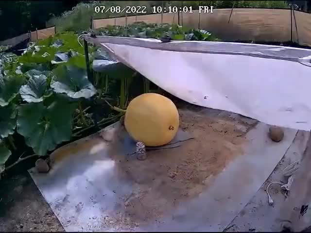 Timelapse de la croissance d'une citrouille