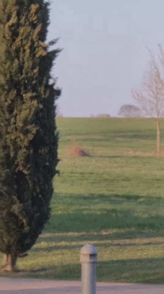 Hier j'ai eu ça au dessus de chez moi, il me semble que c'est un tigre mais je voulais confirmation. Il y en avait 2 qui ont fait tout un tas de manœuvres pendant toute l'après midi jusqu'au soir.