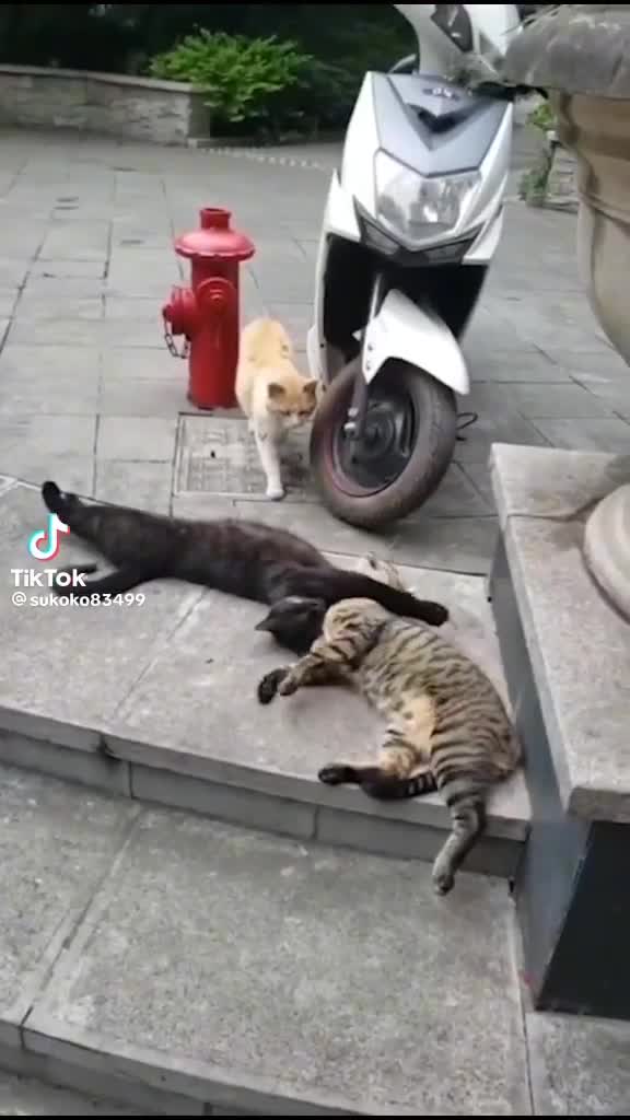 Pris la main dans le sac