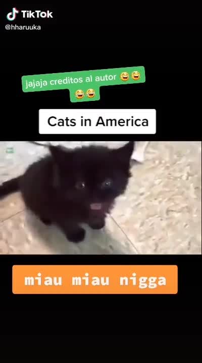 Choualbox depuis l'apparition de Mimiore