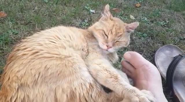 9 vies... et après ?