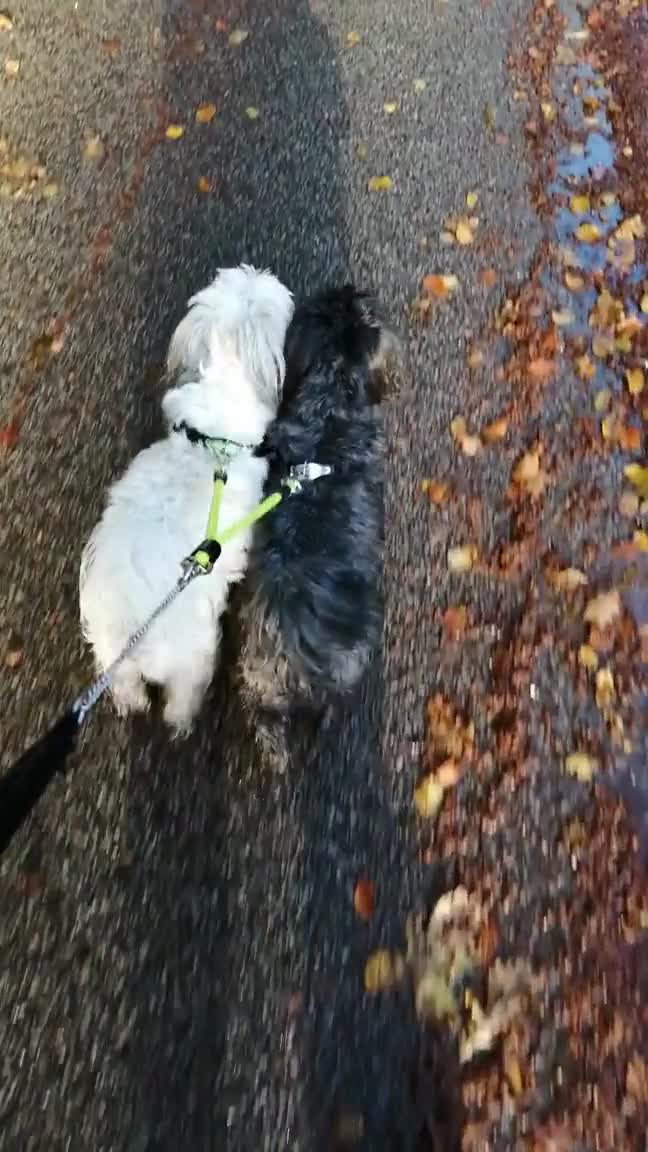 Mon frein à... Chien automatique.