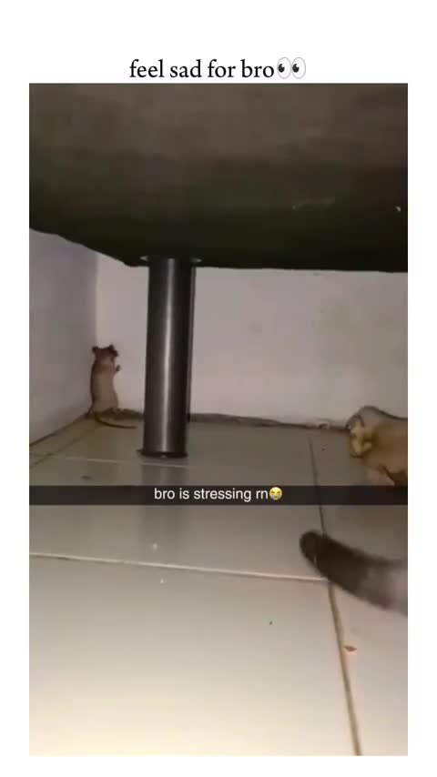 Les chats ces fils de putes....