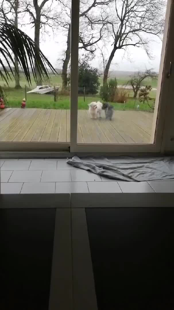 Si je t'attrape je t'...On a les chiens que l'on mérite.