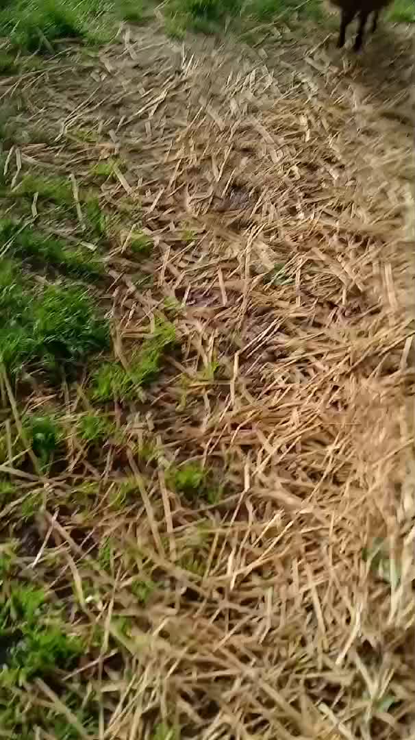 Mes petits jumeaux. Rarement viables chez les moutons d'Ouessant. Je suis content.