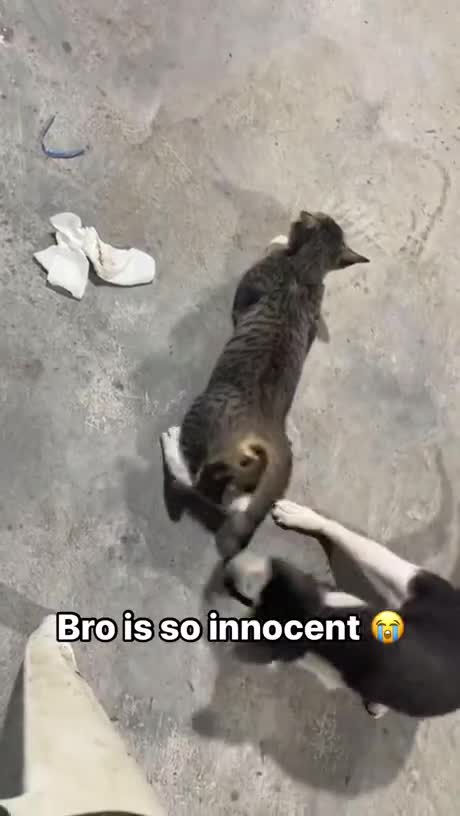 C'est beau l'innocence